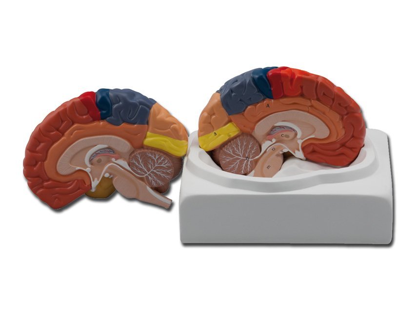 REGIONAL BRAIN - 1X