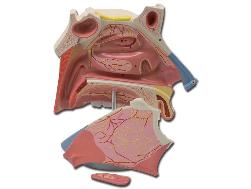 NASAL CAVITY - 3X