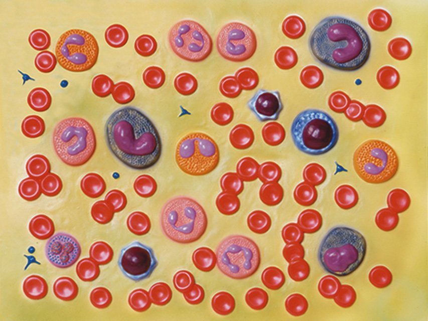 BLOOD CELLS - 2000X