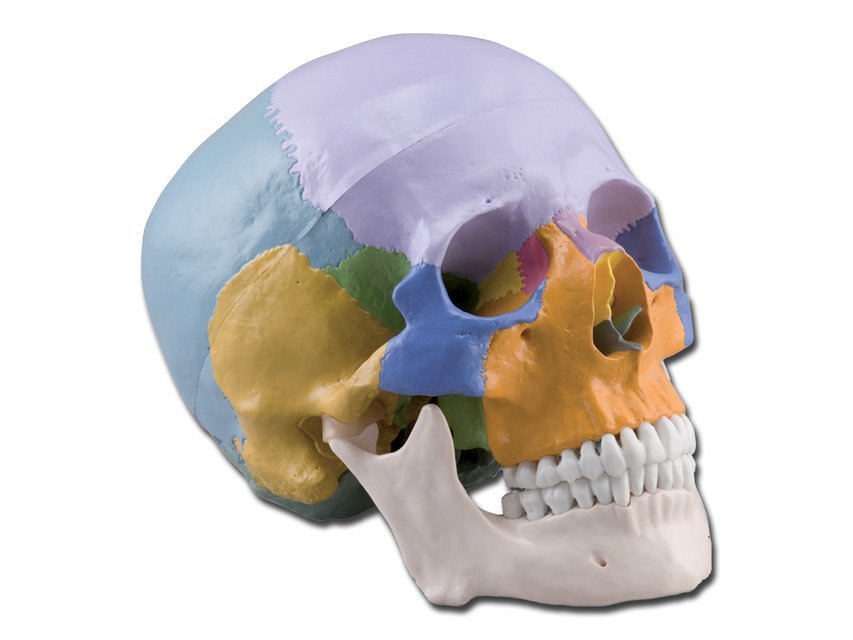 HUMAN SKULL - 1X - 3 parts - coloured