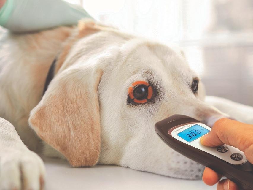 VISIOFOCUS VET NON CONTACT THERMOMETER with Bluetooth