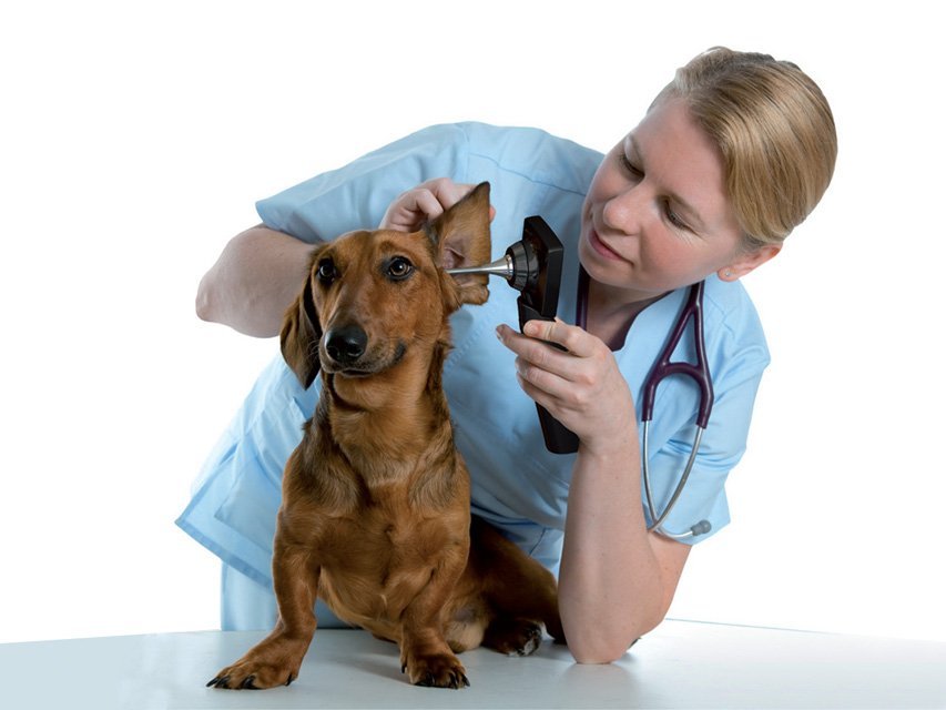 MD SCOPE VET VIDEO OTOSCOPE - 3 PROBES