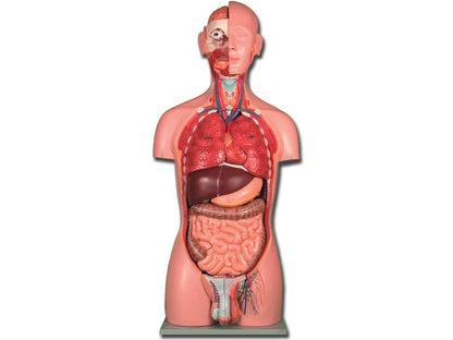 TORSO DUAL SEX - 25 parts
