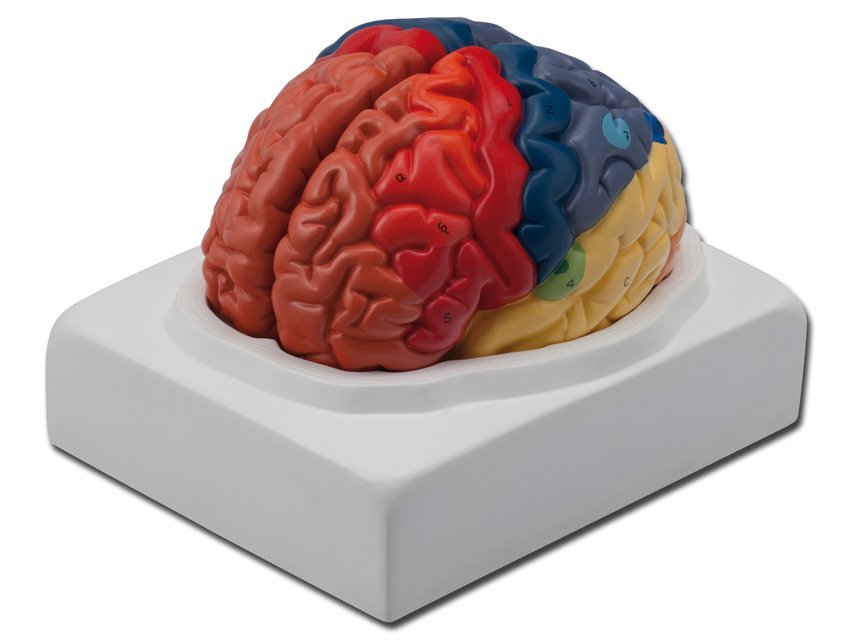 REGIONAL BRAIN - 1X