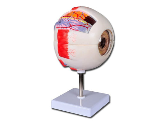 VALUE EYE - 6 parts - 6X