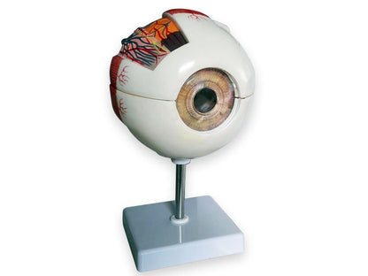 VALUE EYE - 6 parts - 6X
