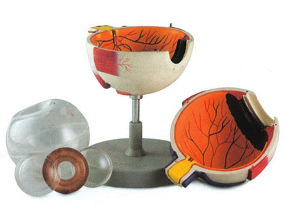 EYE - 6 parts - 6X