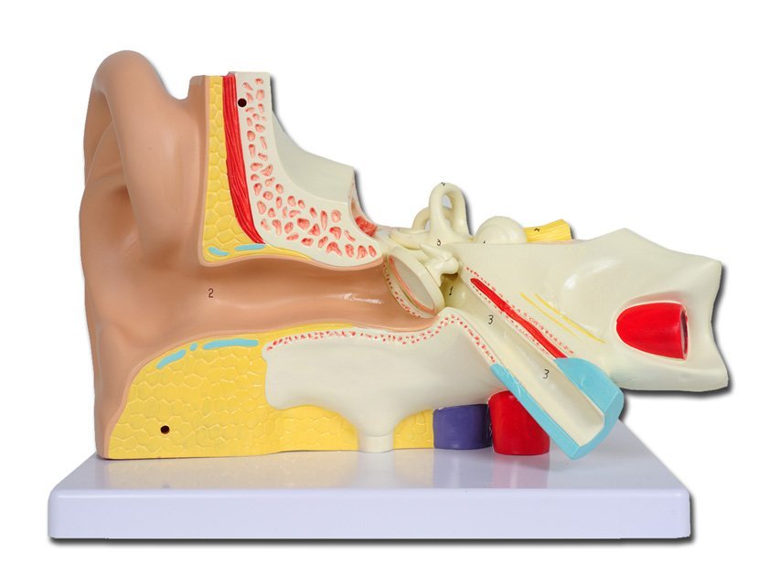 VALUE EAR - 3 parts - 3X