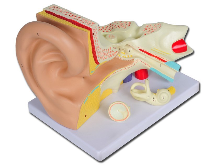 VALUE EAR - 3 parts - 3X