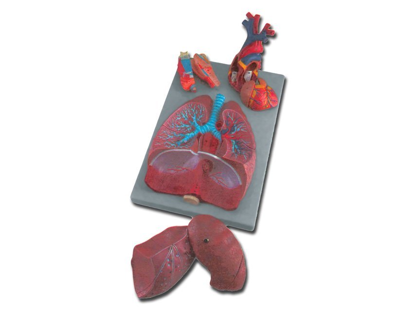 RESPIRATORY SYSTEM - 7 parts