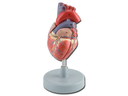 HEART - 2 parts - 1X