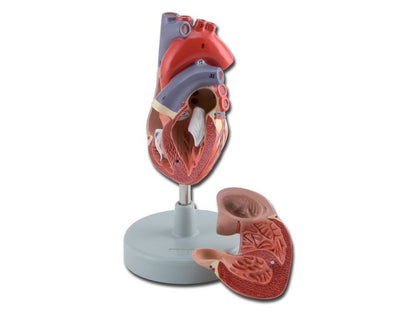 HEART - 2 parts - 1X