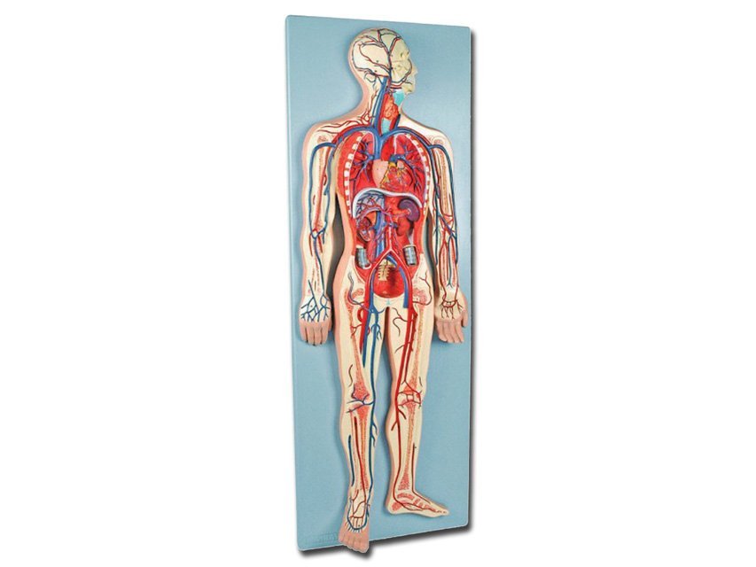 VASCULAR SYSTEM - 2 parts - 0,5X