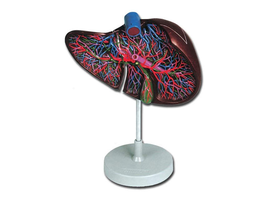LIVER MODEL