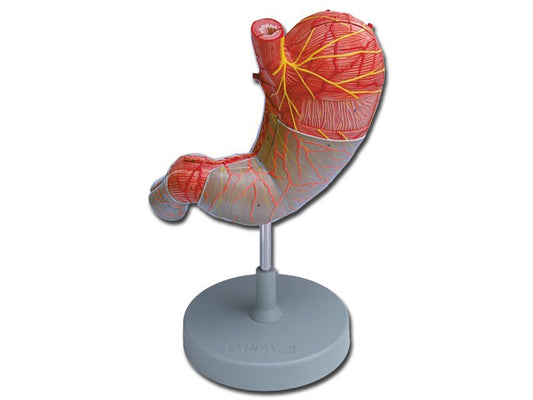 STOMACH - 2 parts