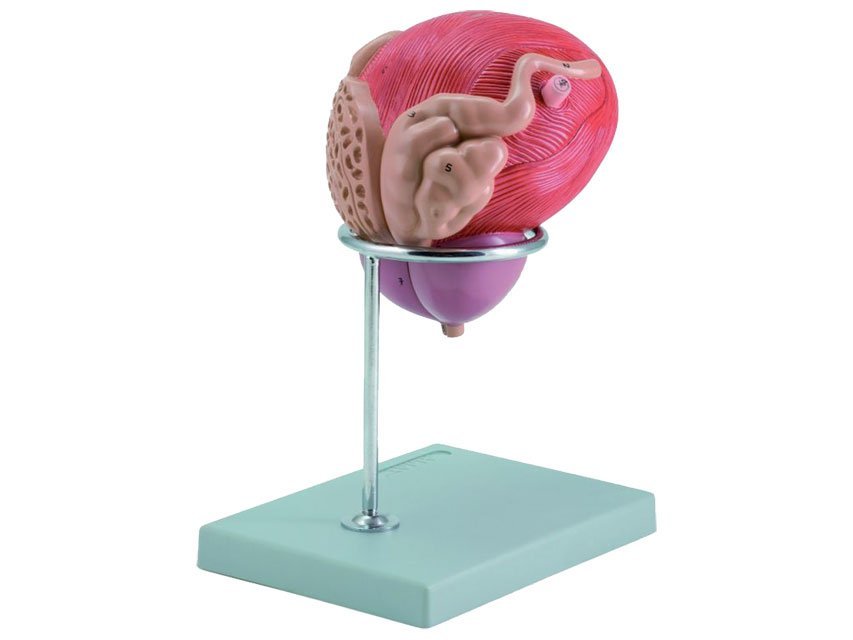MALE URINARY BLADDER WITH PROSTATE