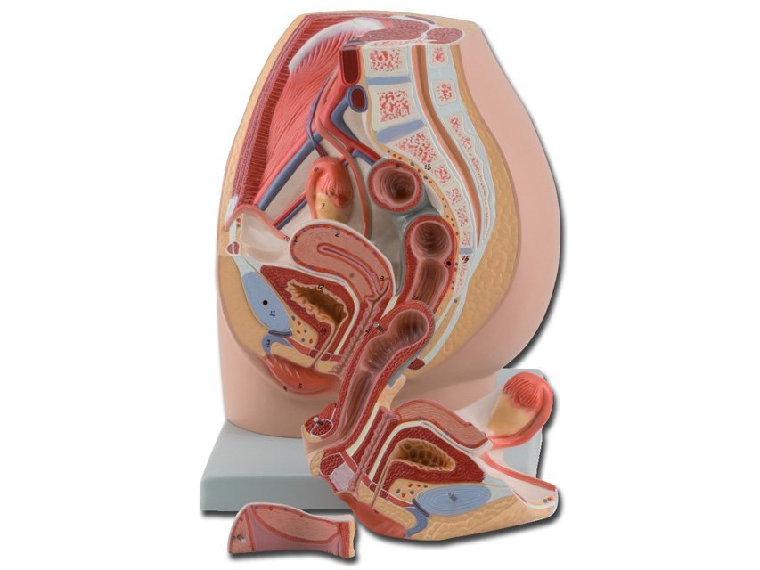 PELVIS - female - 3 parts