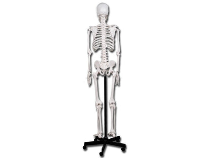 VALUE HUMAN SKELETON