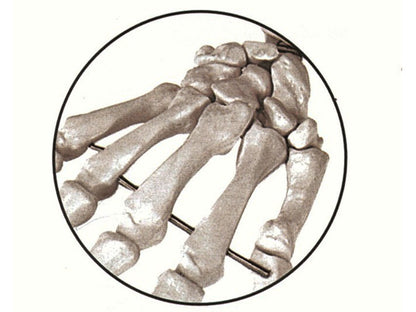 HUMAN SKELETON