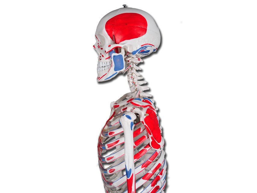 VALUE HUMAN MUSCULAR SKELETON