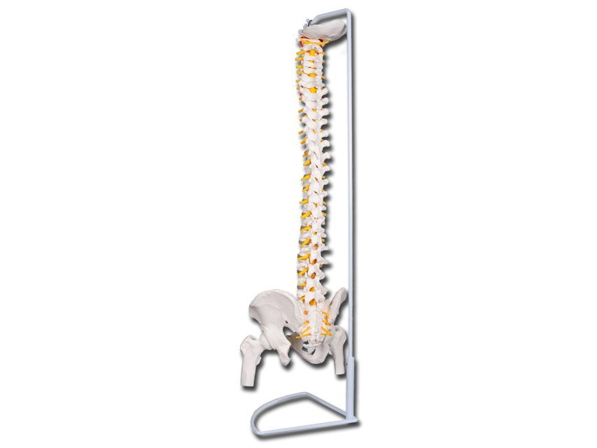 VALUE FLEXIBLE VERTEBRAL COLUMN with femur heads