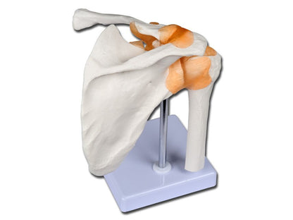 VALUE SHOULDER JOINT