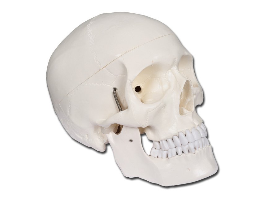 VALUE HUMAN SKULL - 1X