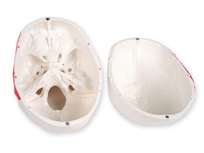 VALUE HUMAN SKULL - 1X - numerated