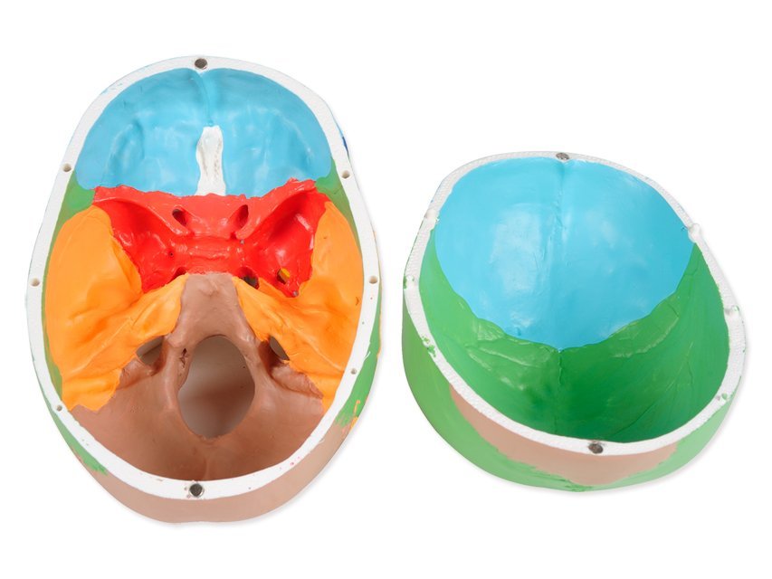 VALUE HUMAN SKULL - 1X - 3 parts - coloured