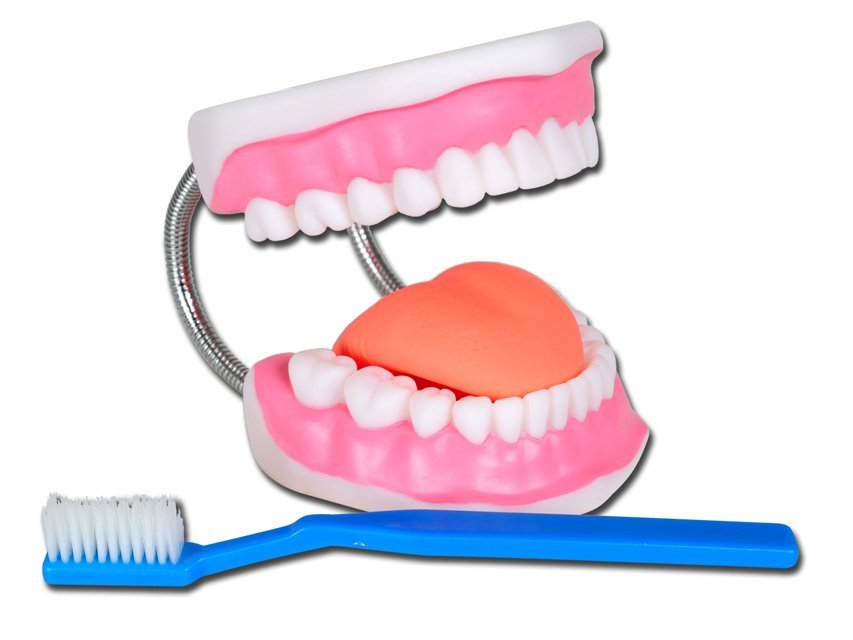 VALUE ORAL HYGIENE MODEL - 3X