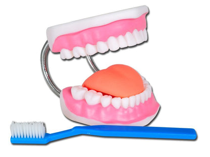 VALUE ORAL HYGIENE MODEL - 3X